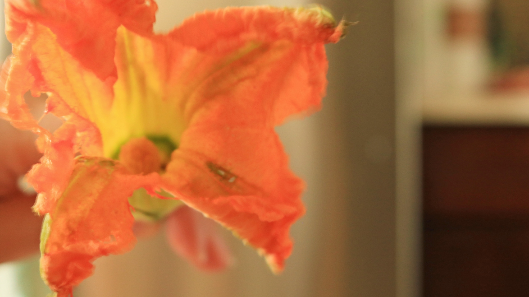 Squash blossom opening to the camera.