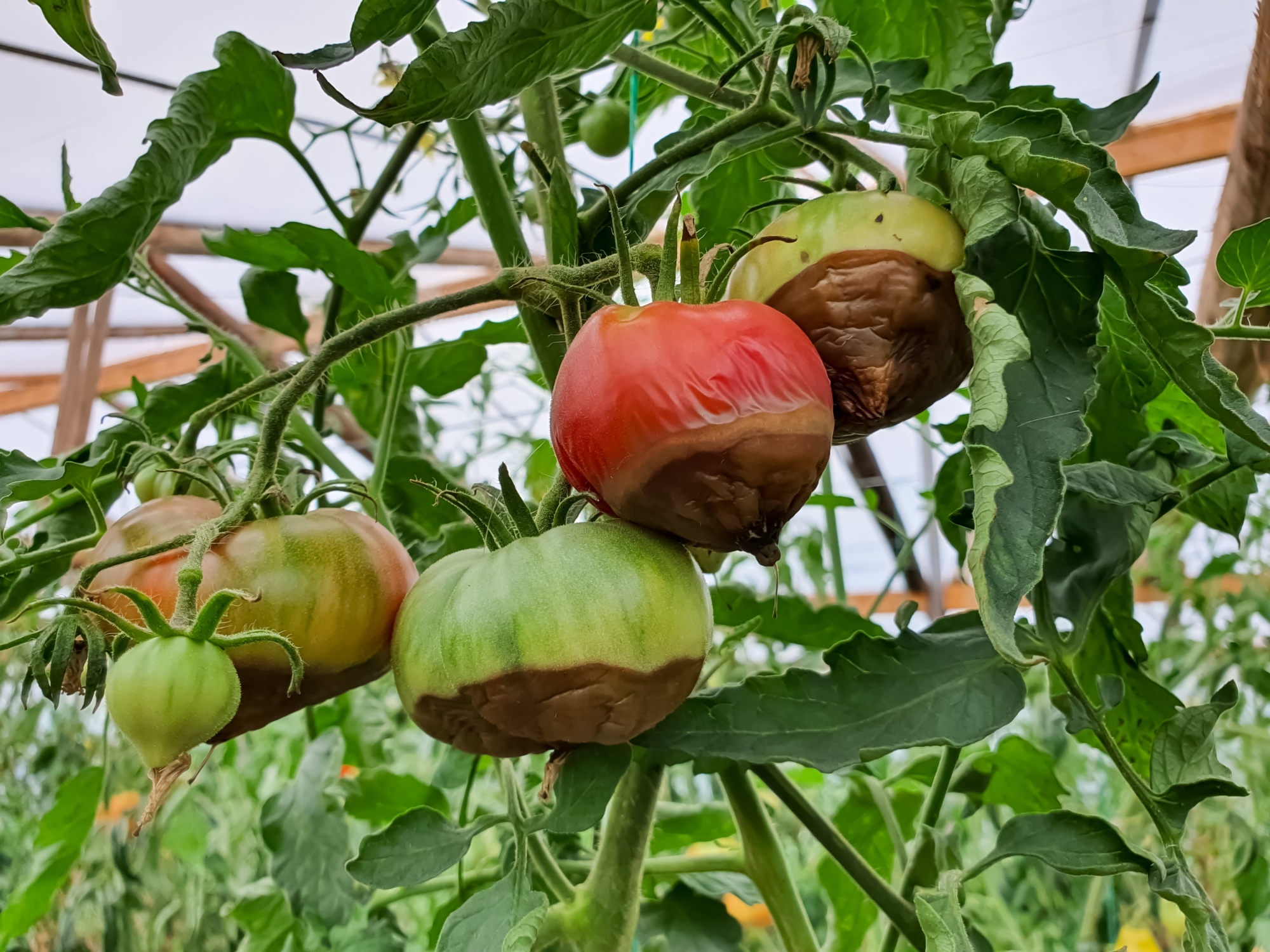 Blossom end rot on tomatoes