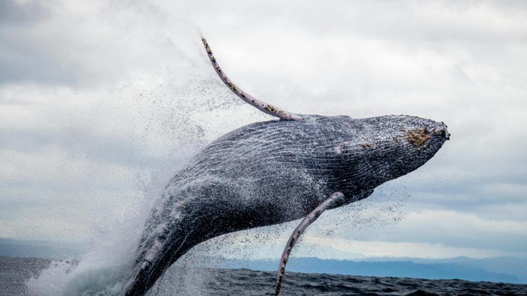 Whale Awakens: $257M in Dormant Bitcoin Moves After 11-Year Hiatus