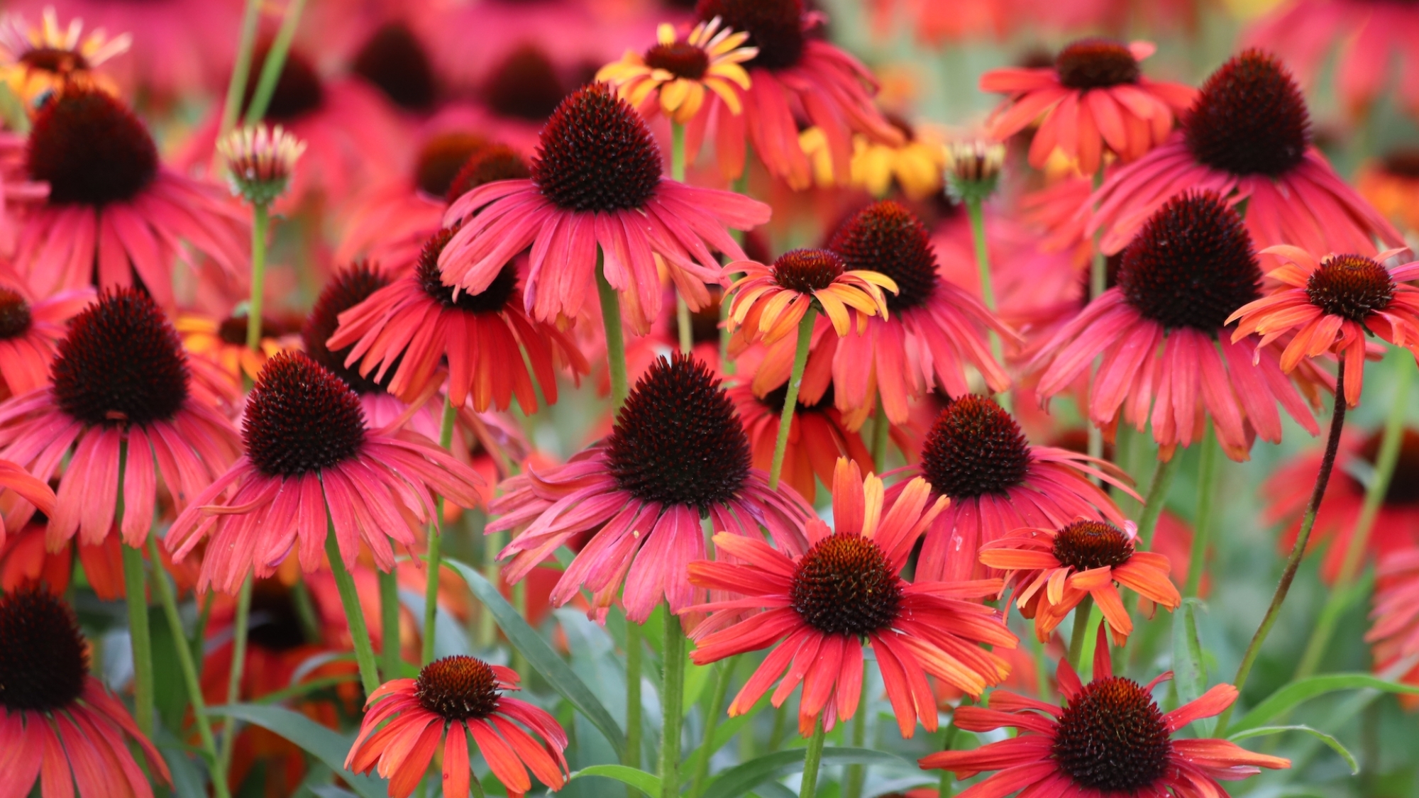 Echinacea in garden